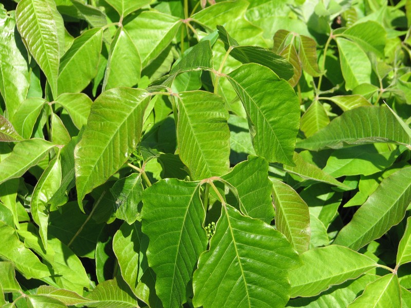 Eastern Poison Ivy photo 5
