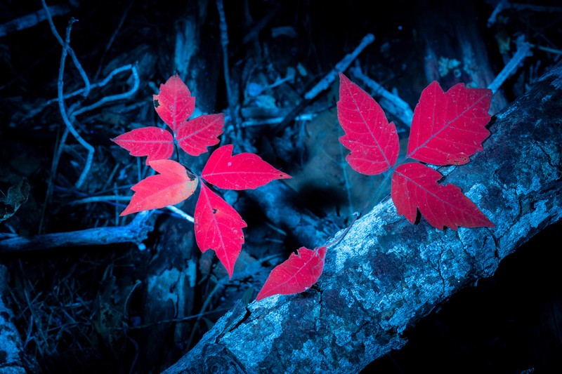 Eastern Poison Ivy photo 6