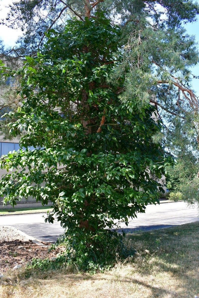 Eastern Poison Ivy photo 7