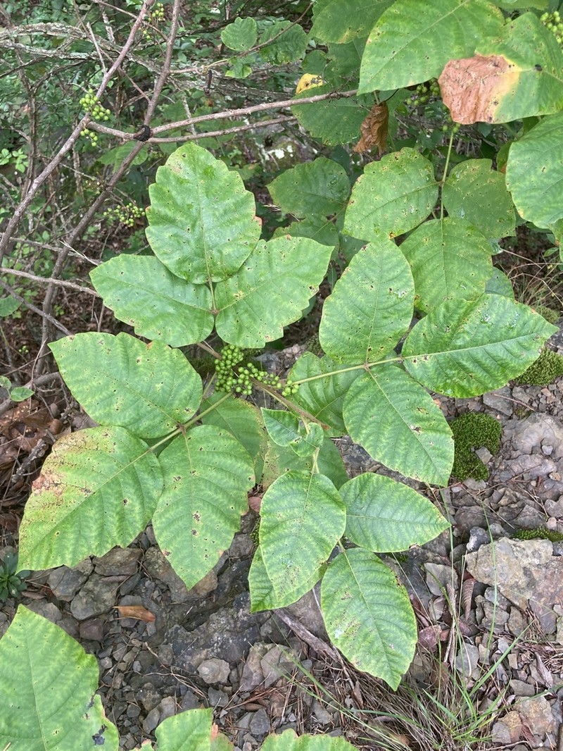 Eastern Poison Ivy photo 8
