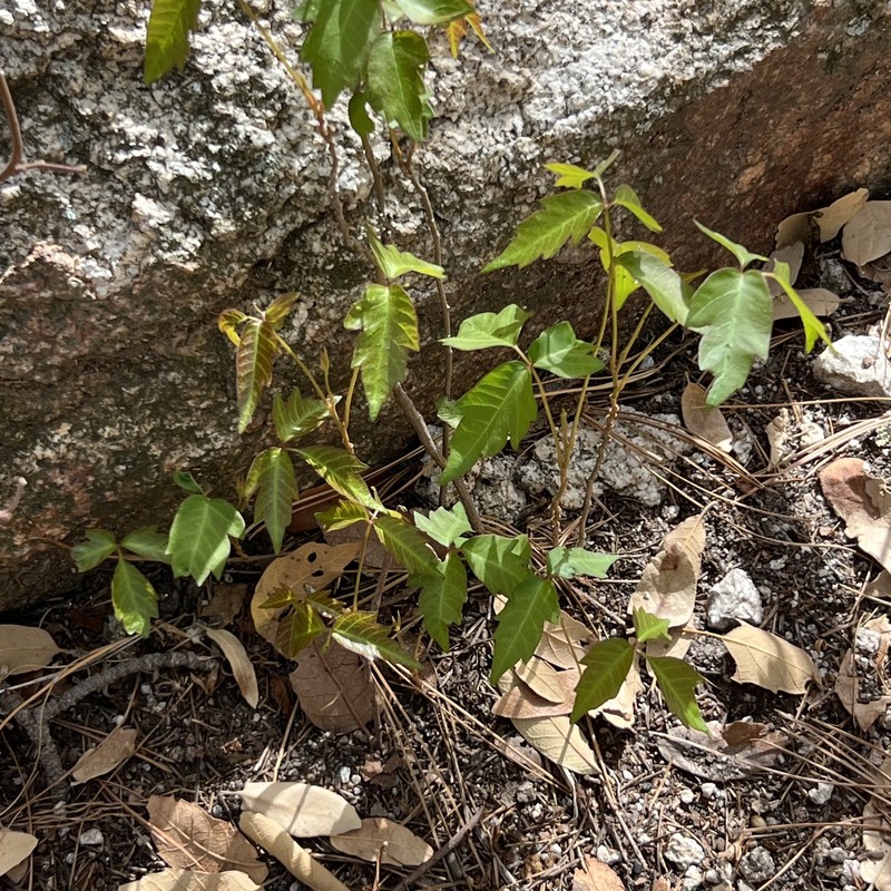 Toxicodendron radicans subsp. divaricatum