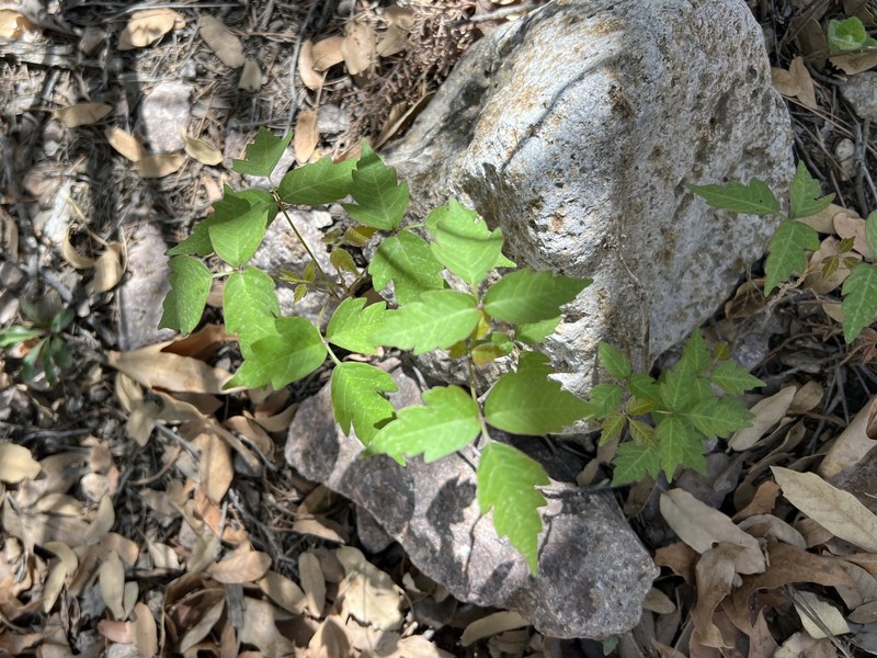 Toxicodendron radicans subsp. divaricatum photo 2