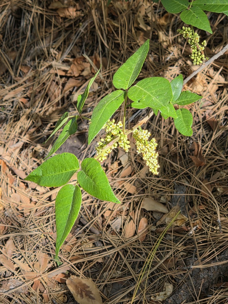 Toxicodendron radicans subsp. divaricatum photo 3