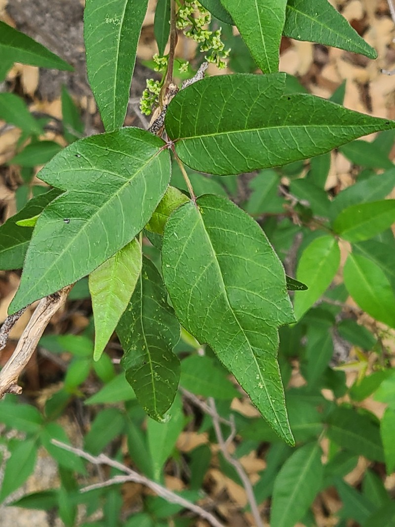 Toxicodendron radicans subsp. divaricatum photo 4