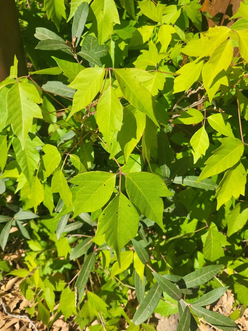 Toxicodendron radicans subsp. divaricatum photo 5