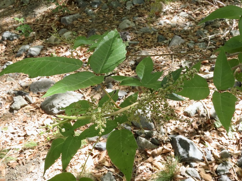 Toxicodendron radicans subsp. divaricatum photo 6
