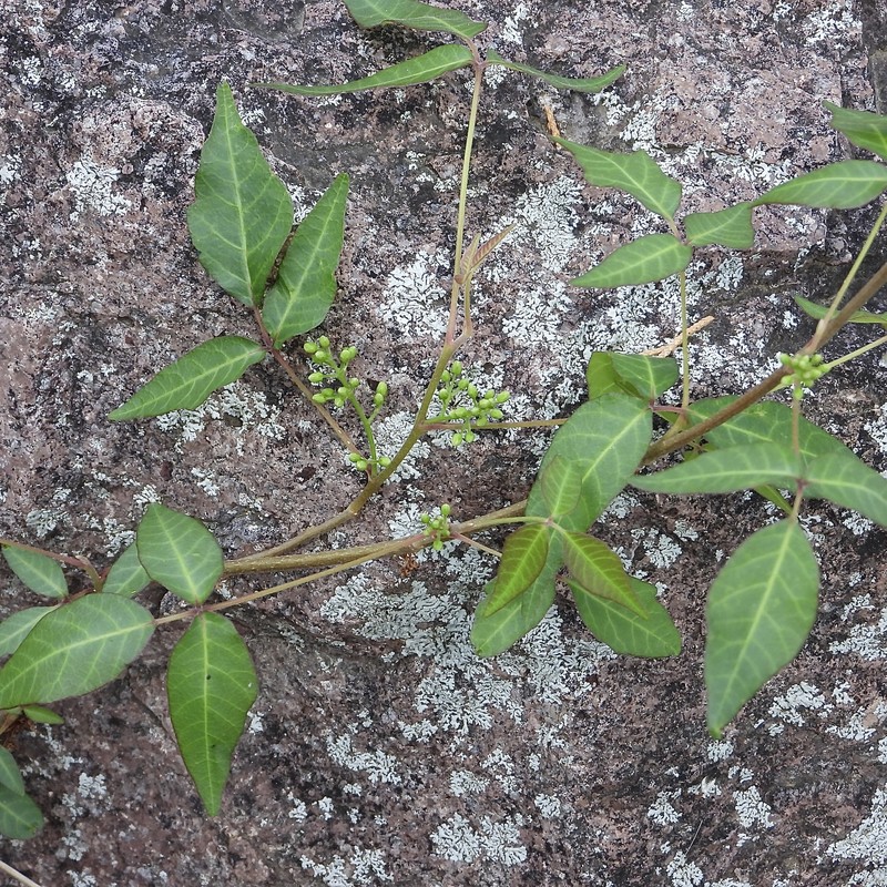 Toxicodendron radicans subsp. divaricatum photo 7