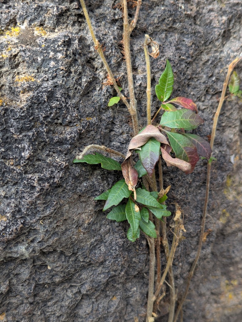 Toxicodendron radicans subsp. divaricatum photo 8