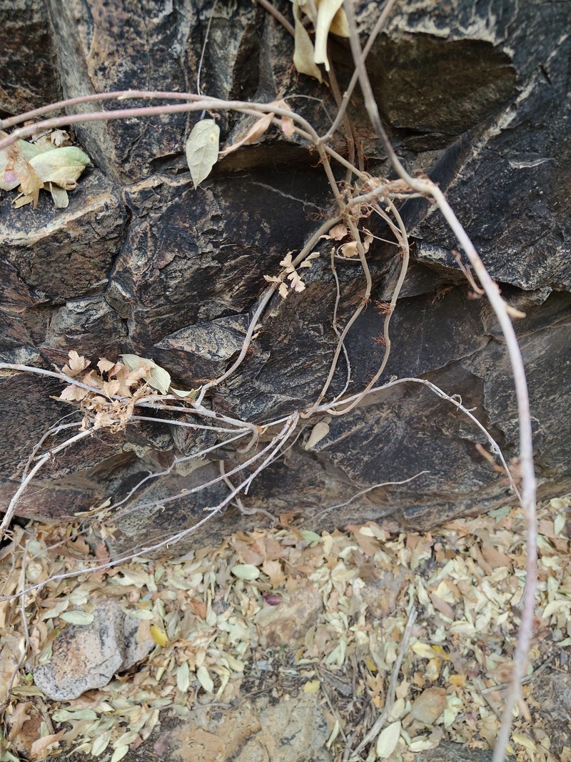 Toxicodendron radicans subsp. eximium