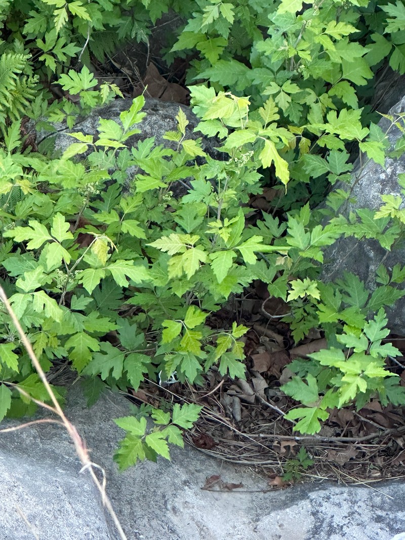 Toxicodendron radicans subsp. eximium photo 2