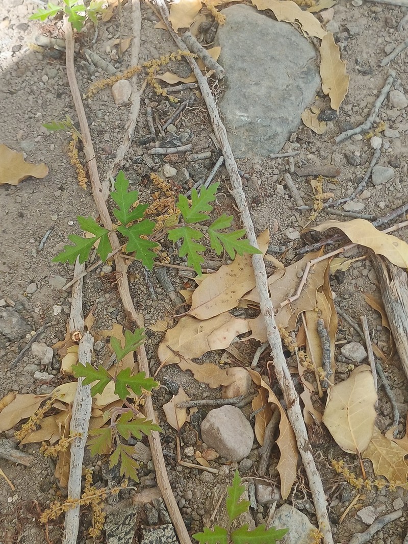 Toxicodendron radicans subsp. eximium photo 3