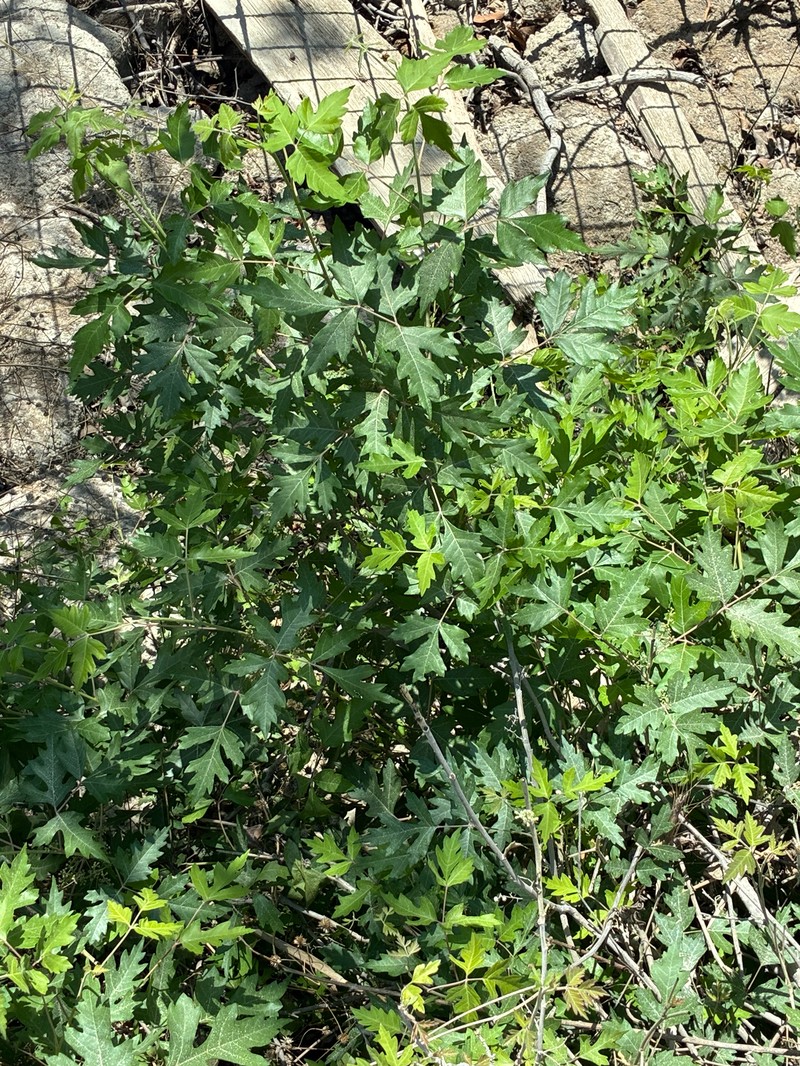 Toxicodendron radicans subsp. eximium photo 4