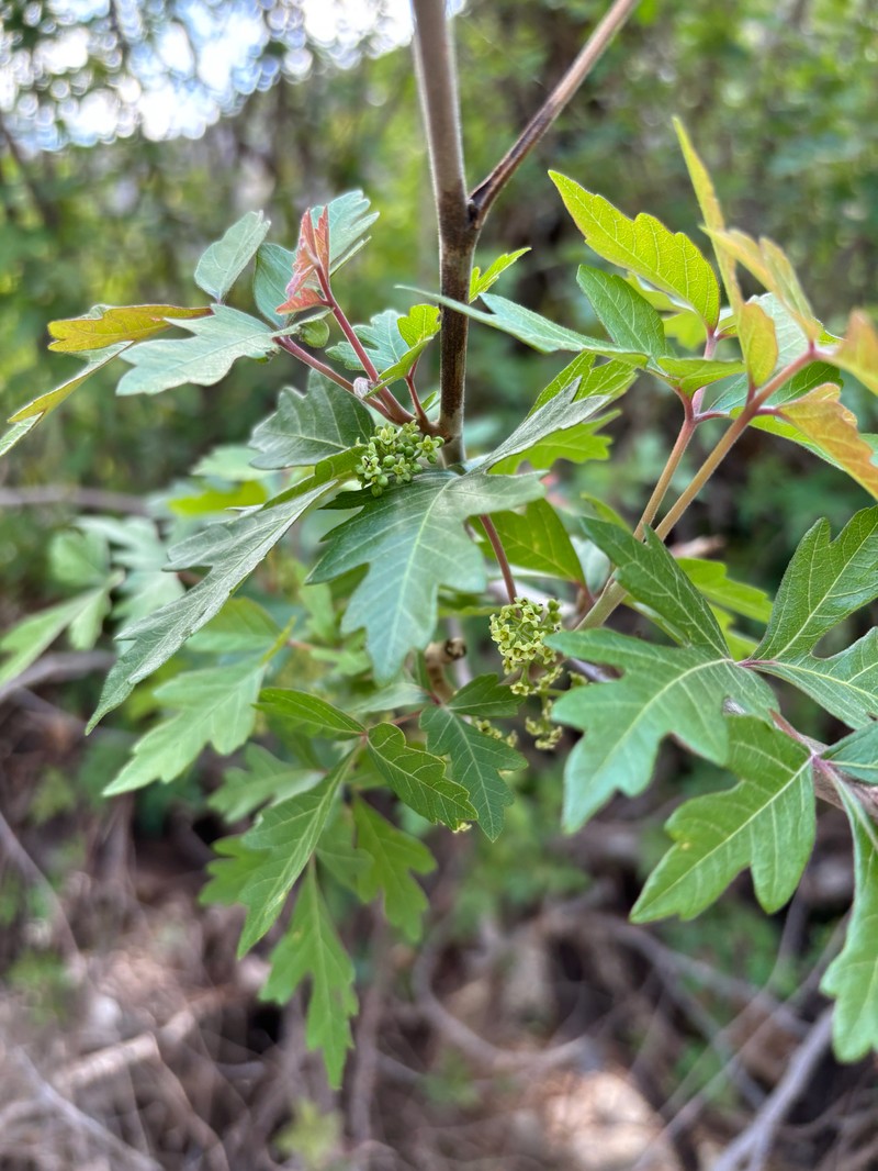 Toxicodendron radicans subsp. eximium photo 5