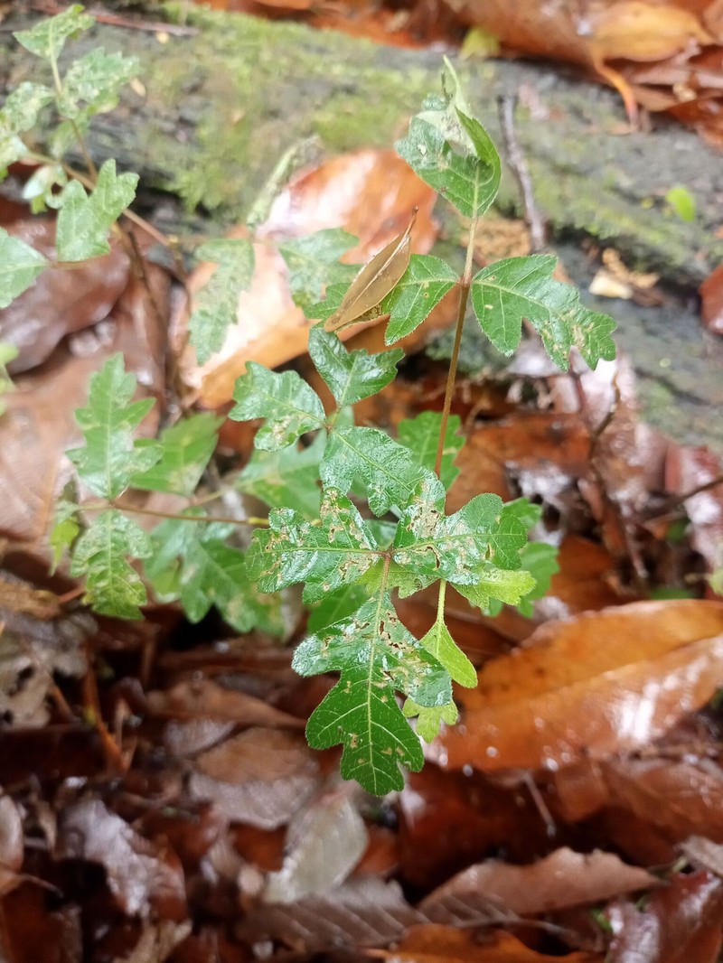Toxicodendron radicans subsp. eximium photo 6