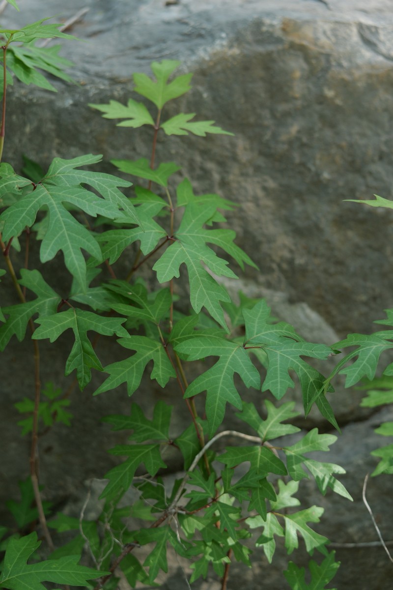 Toxicodendron radicans subsp. eximium photo 7
