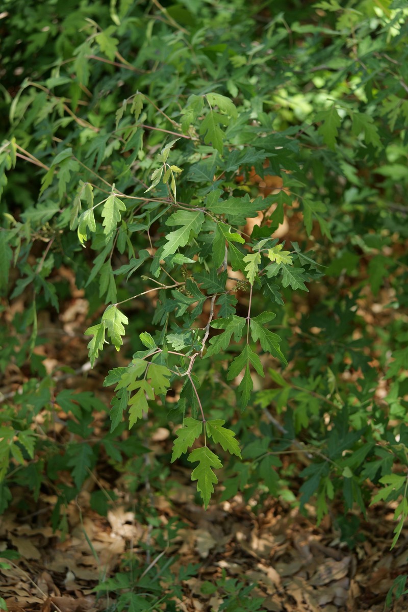 Toxicodendron radicans subsp. eximium photo 8