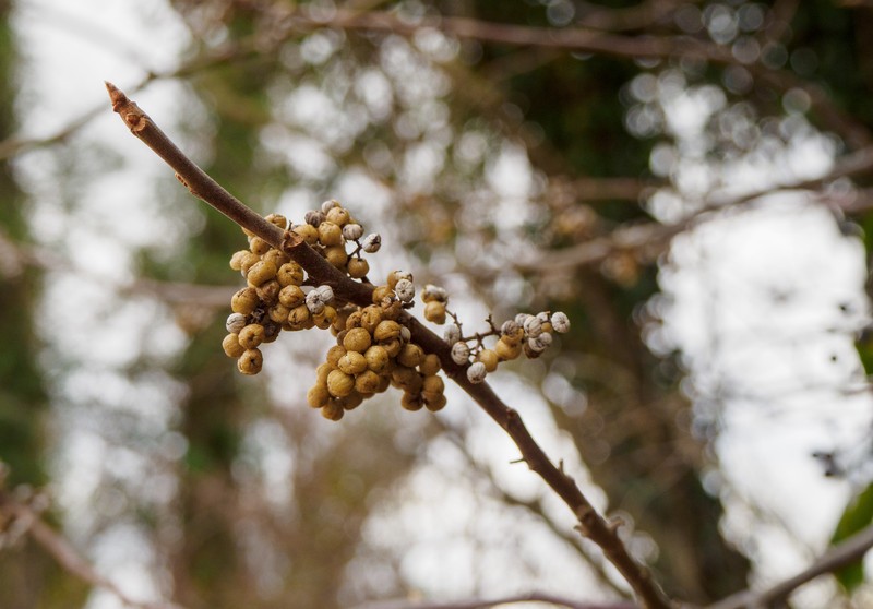 Toxicodendron radicans subsp. radicans