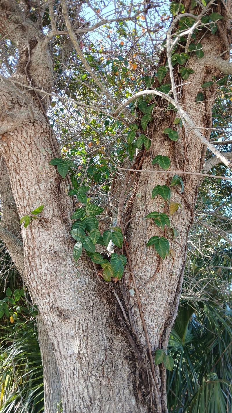 Toxicodendron radicans subsp. radicans photo 2