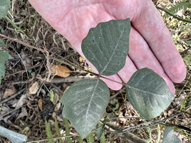 Toxicodendron radicans subsp. radicans photo 3