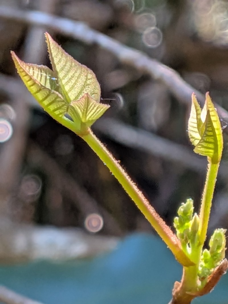 Toxicodendron radicans subsp. radicans photo 4