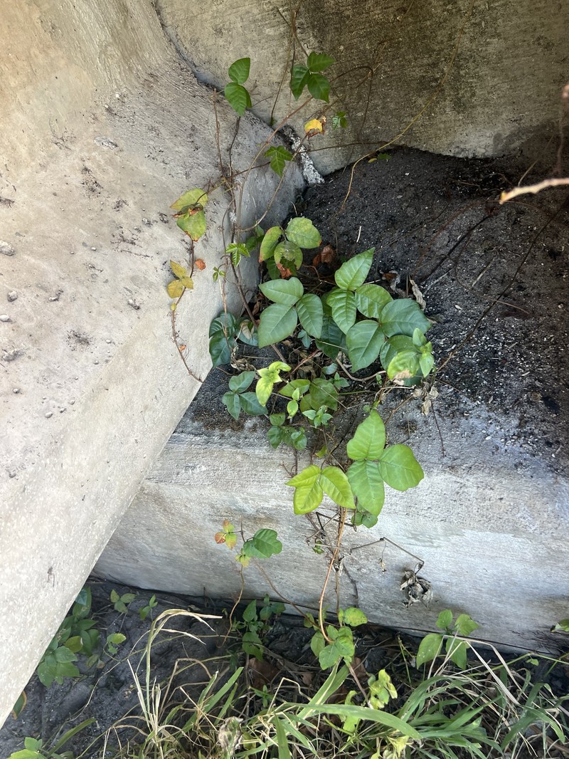 Toxicodendron radicans subsp. radicans photo 7