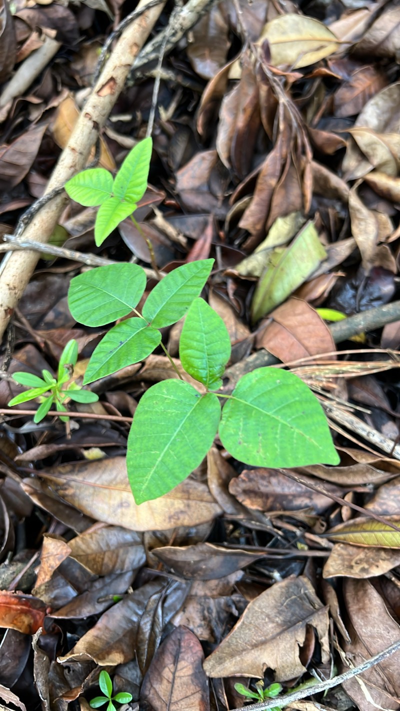 Toxicodendron radicans subsp. radicans photo 8