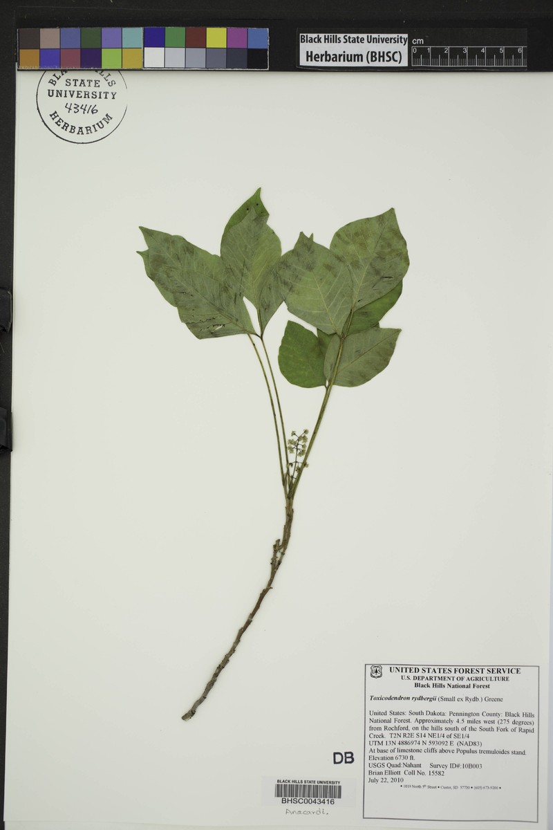 Western Poison Ivy photo 2