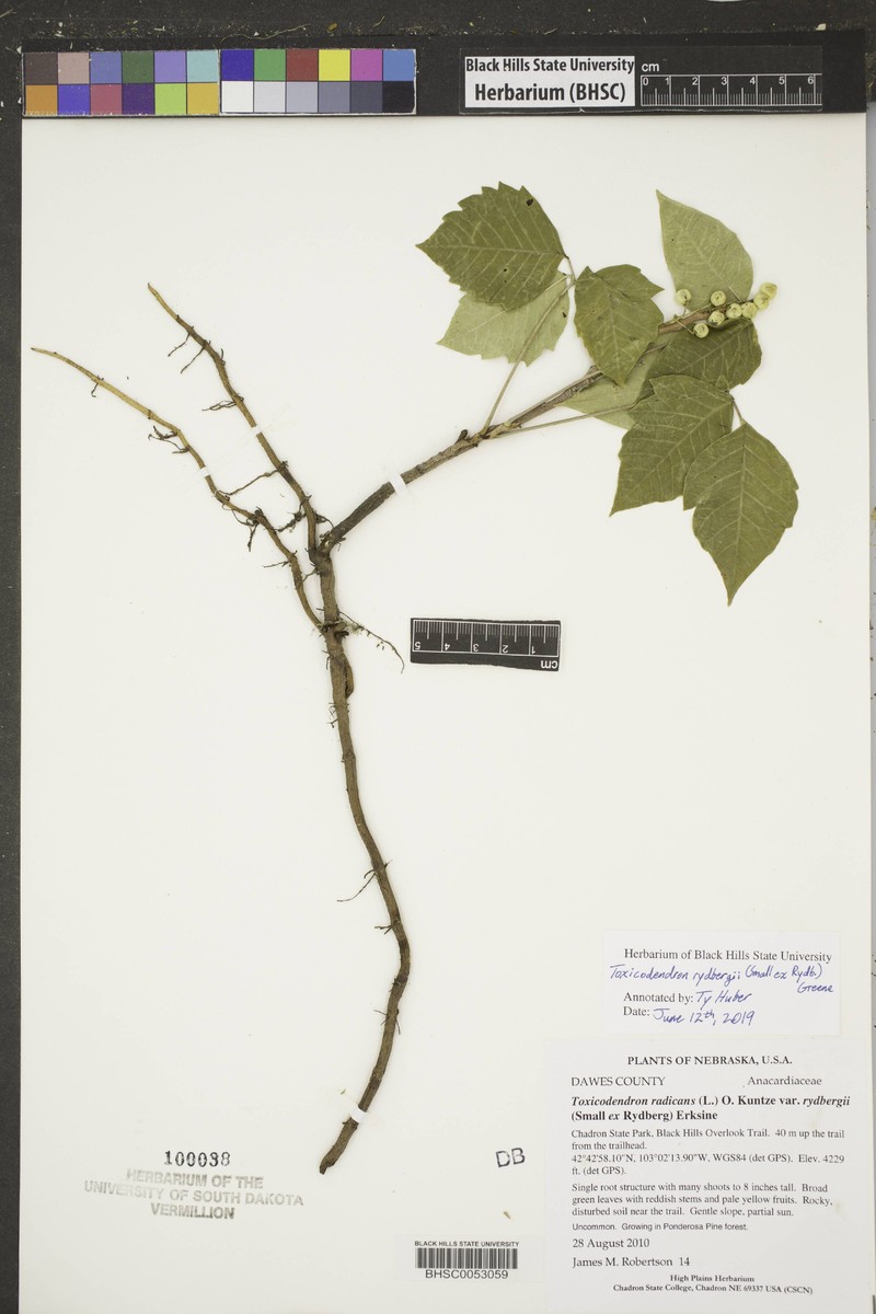 Western Poison Ivy photo 3