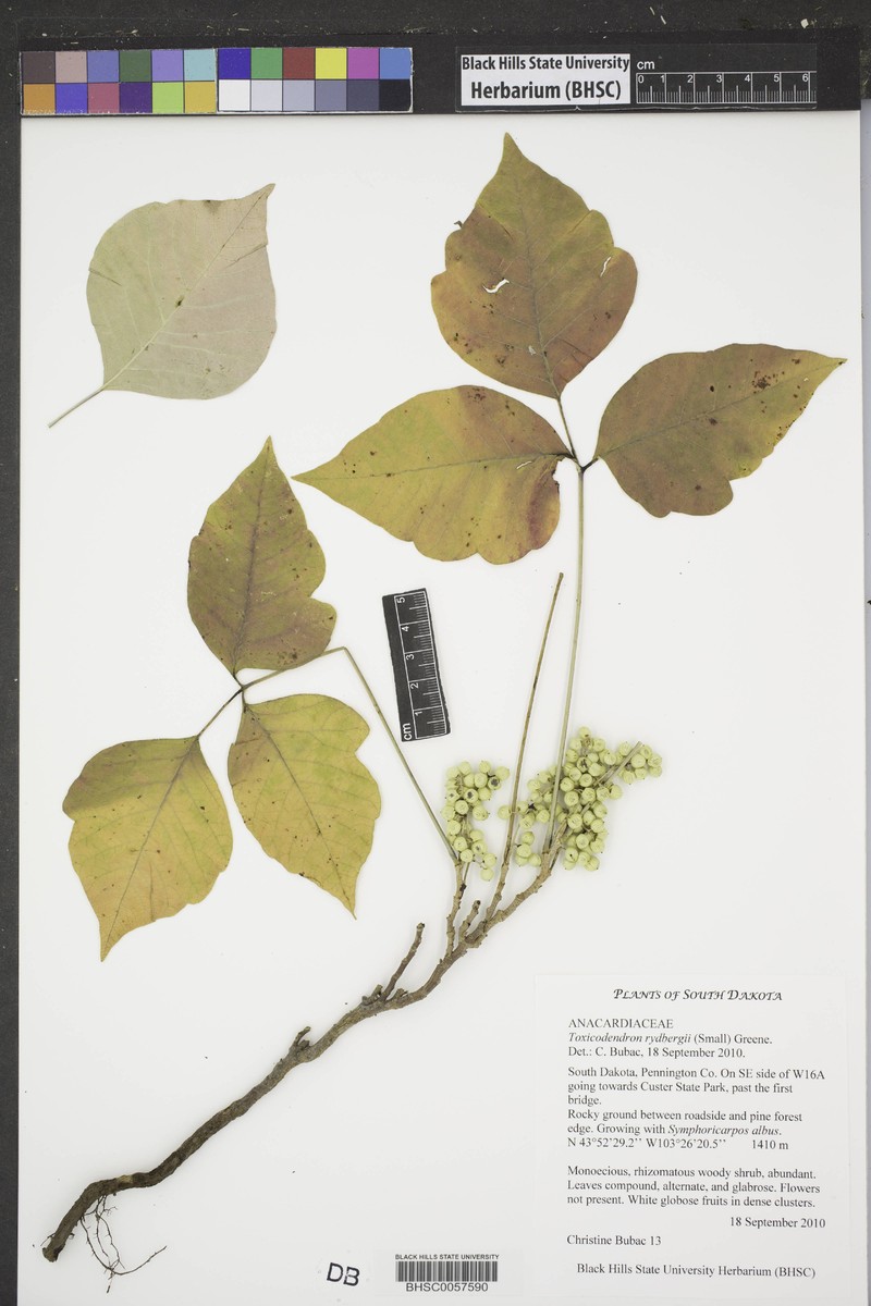Western Poison Ivy photo 4