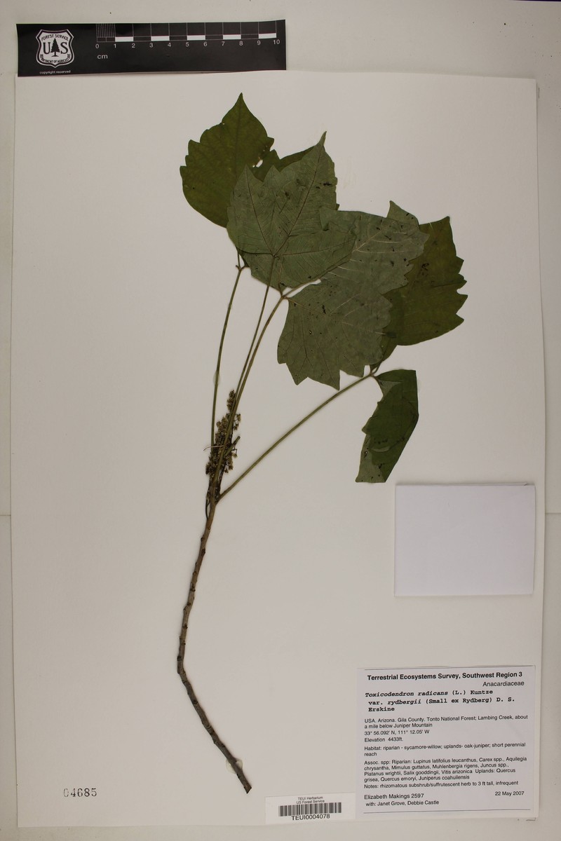 Western Poison Ivy photo 5