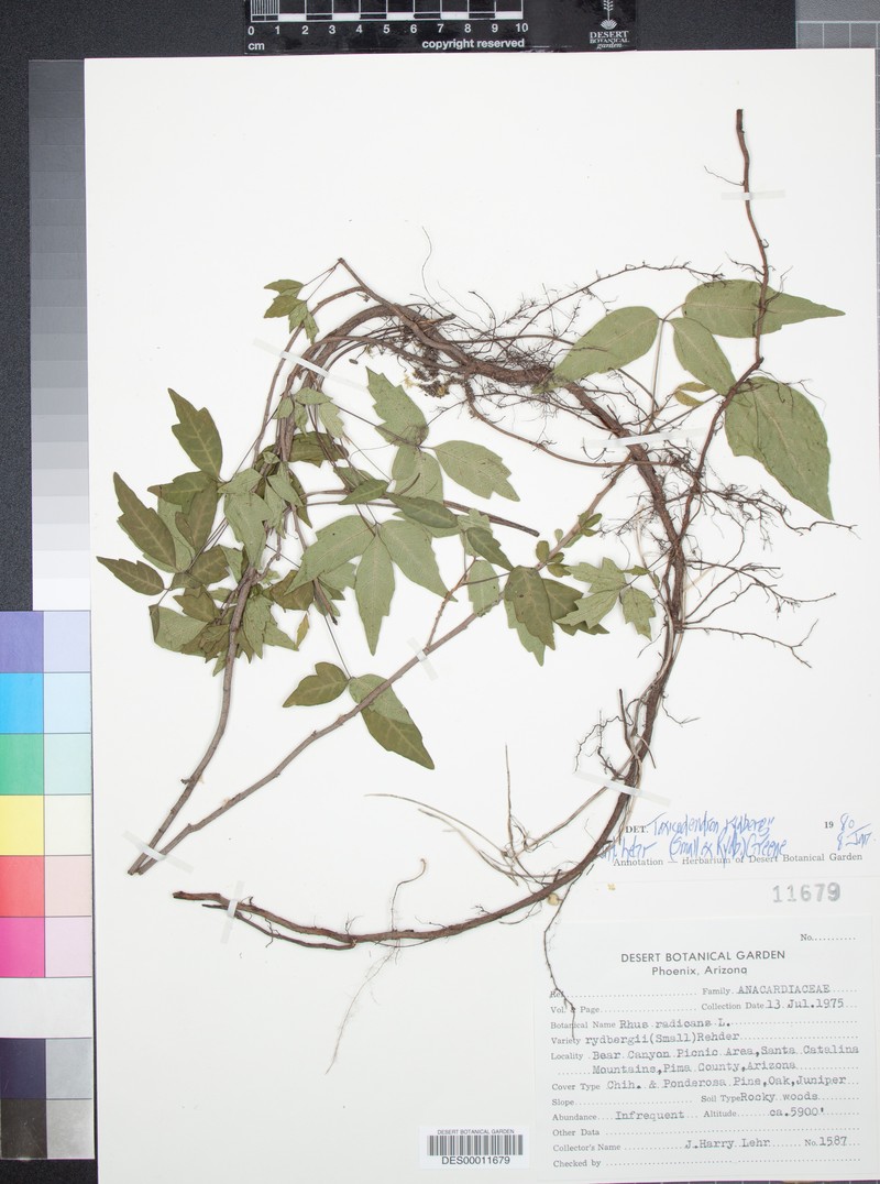 Western Poison Ivy photo 6