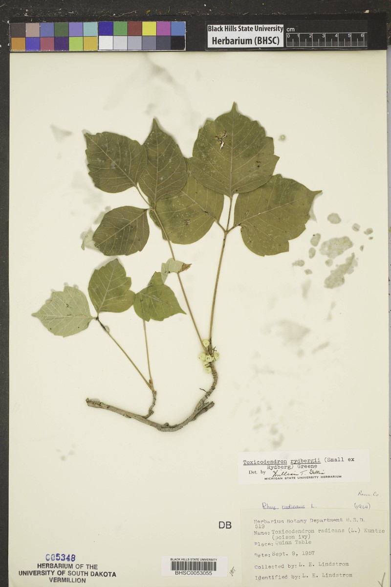 Western Poison Ivy photo 7