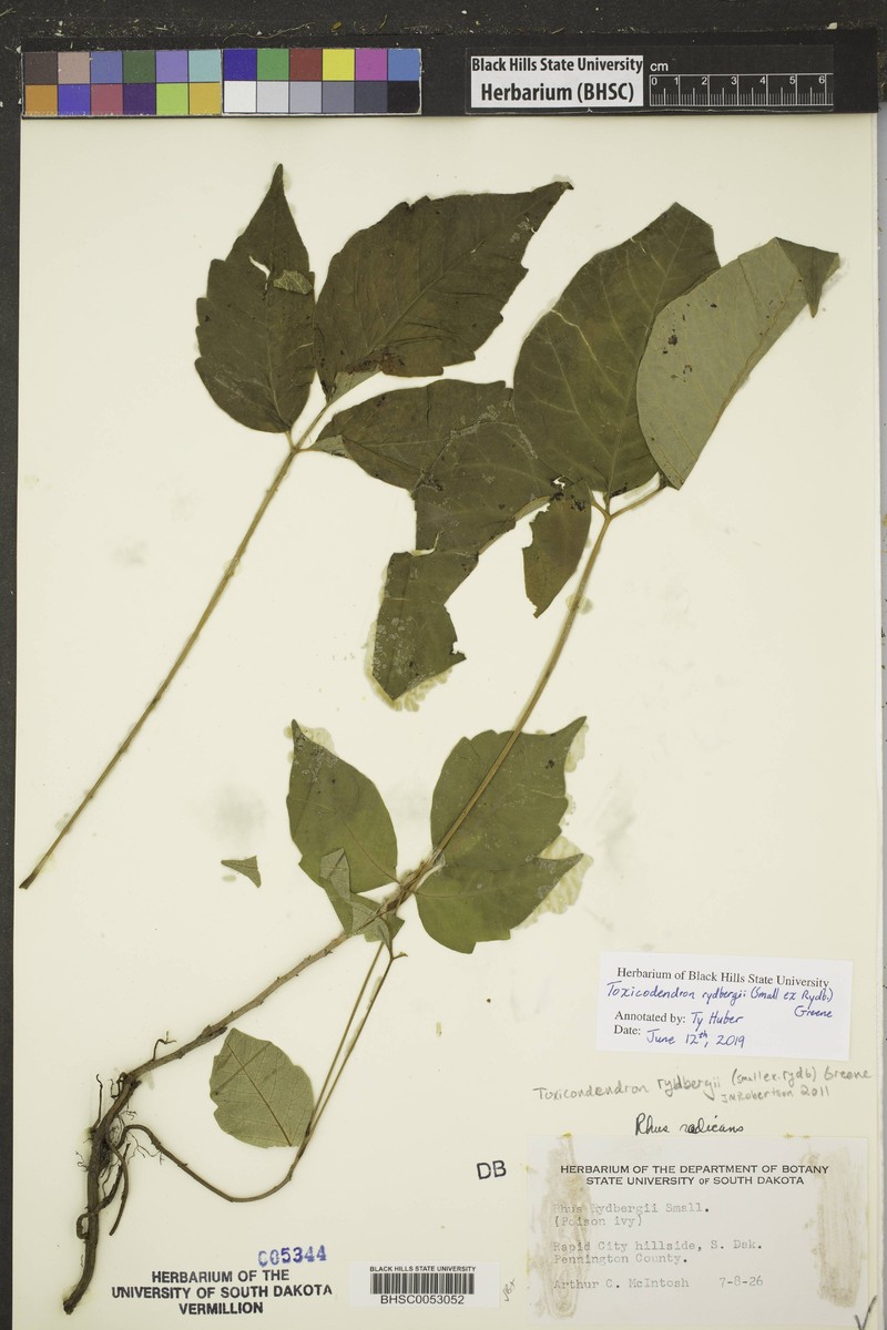 Western Poison Ivy photo 8