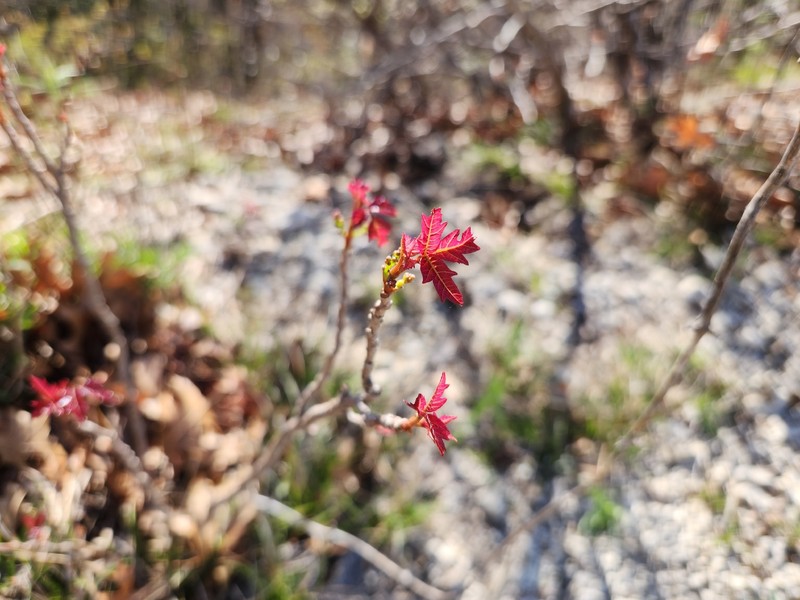 Toxicodendron radicans subsp. verrucosum
