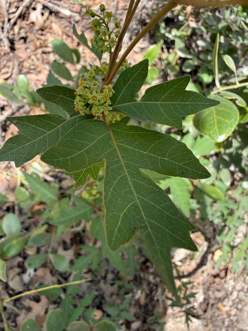 Toxicodendron radicans subsp. verrucosum photo 2