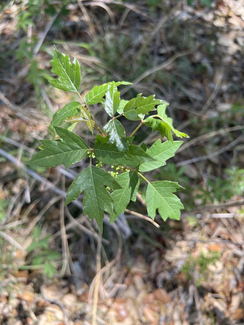 Toxicodendron radicans subsp. verrucosum photo 3