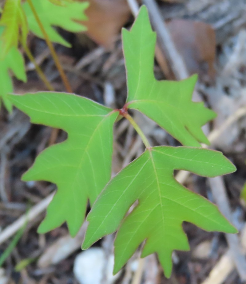 Toxicodendron radicans subsp. verrucosum photo 4