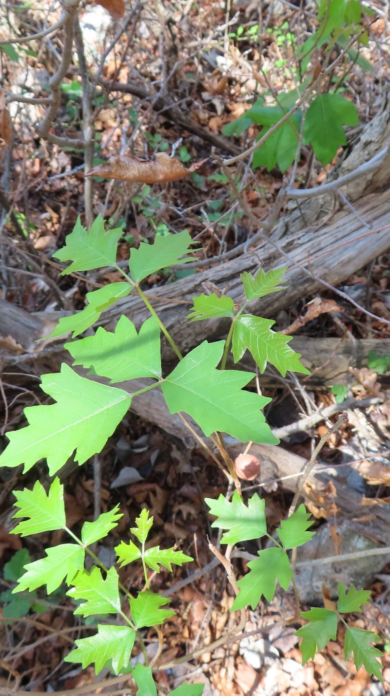 Toxicodendron radicans subsp. verrucosum photo 5