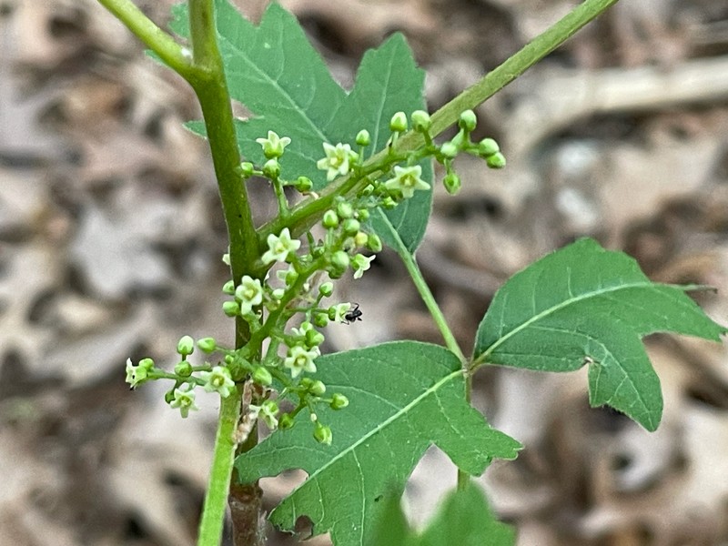 Toxicodendron radicans subsp. verrucosum photo 6