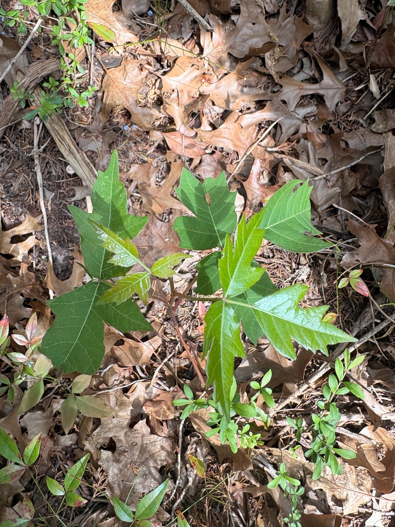 Toxicodendron radicans subsp. verrucosum photo 7