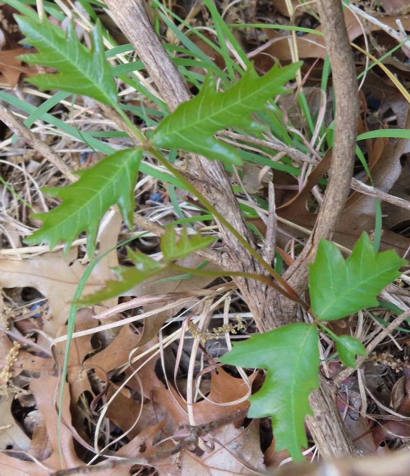 Toxicodendron radicans subsp. verrucosum photo 8