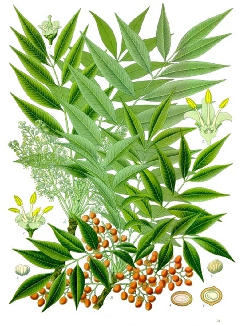 Wax Tree