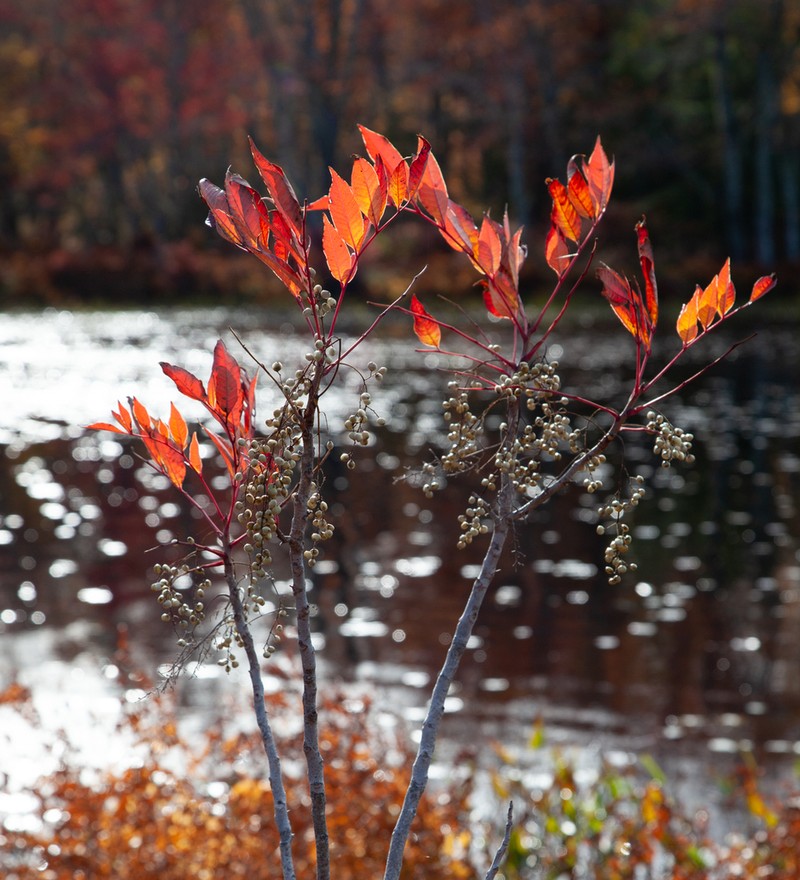 Poison Sumac photo 4