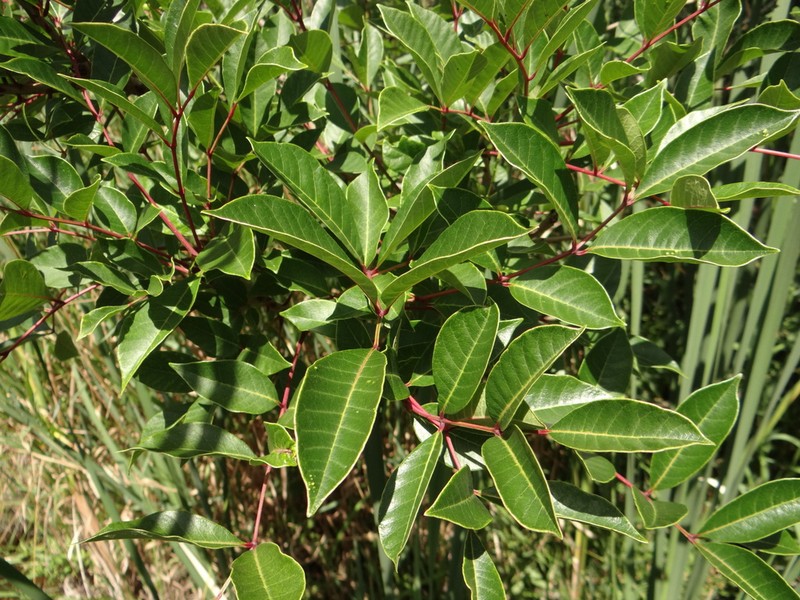 Poison Sumac photo 5