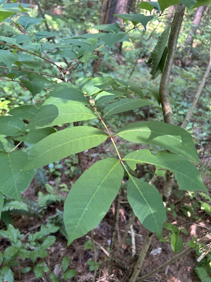 Poison Sumac photo 7