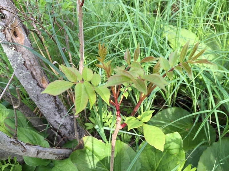 Poison Sumac photo 8