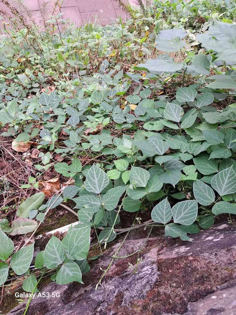 Toxicopueraria peduncularis photo 4