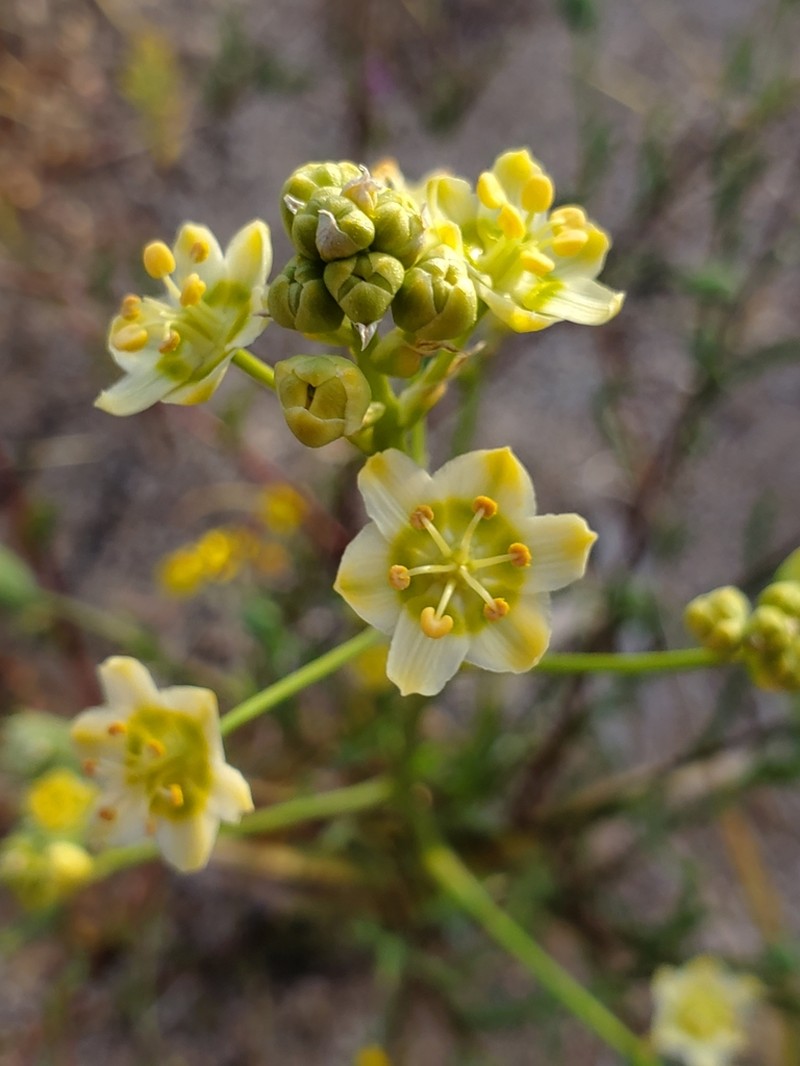 Desert Deathcamas