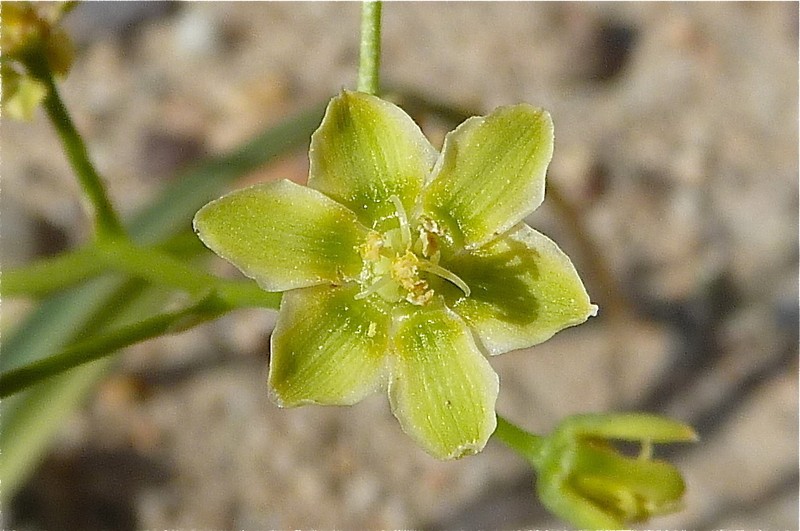 Desert Deathcamas photo 2