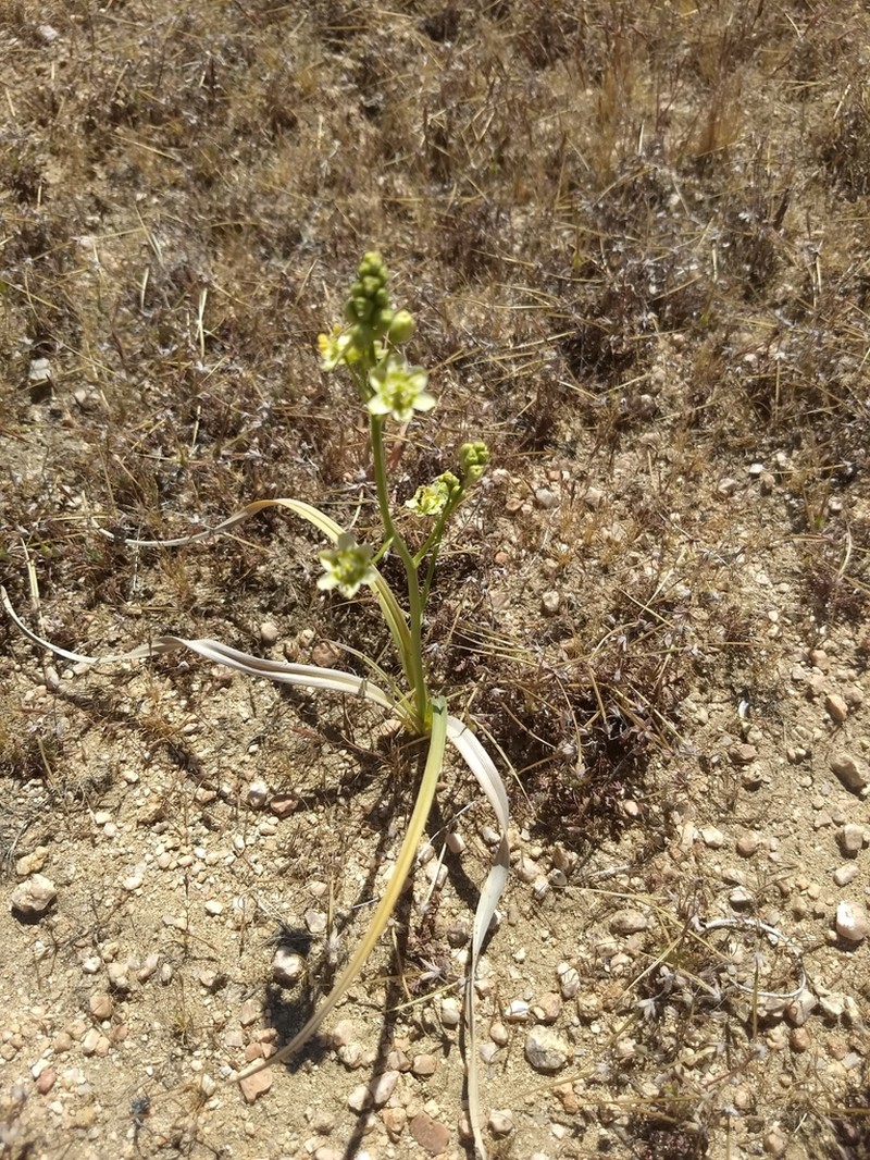 Desert Deathcamas photo 3